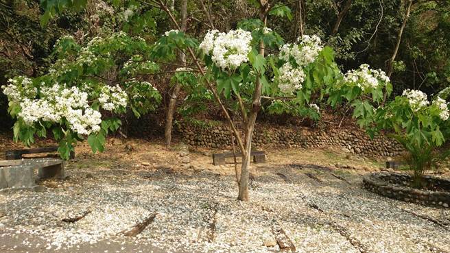 芬园挑水古道油桐花盛开，微风吹落满地油桐花。（陈姓民眾提供）