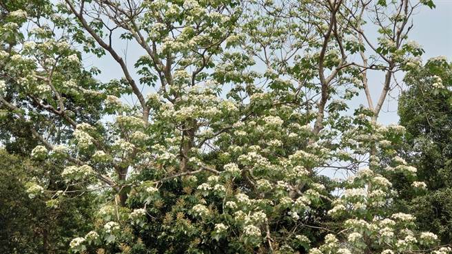芬园挑水古道油桐花盛开，微风吹落满地油桐花。（陈姓民眾提供）