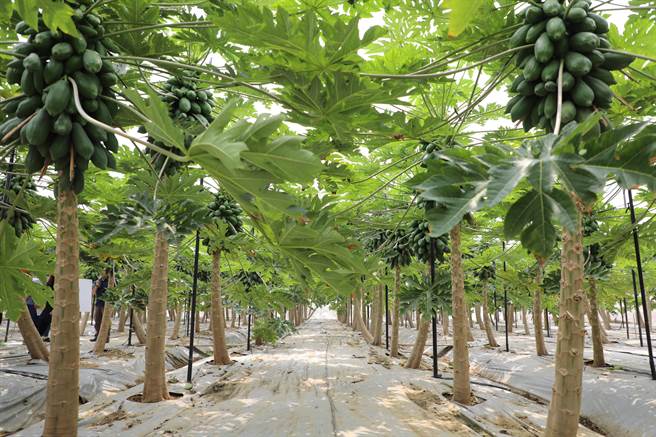 嘉义县水上乡悠沃农场占地22公顷，其中12公顷投入做智慧农业，目前已成为全台面积最大的智慧木瓜园。（吕妍庭摄）