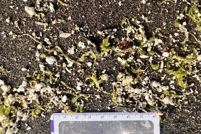 海废垃圾有增无减，发泡塑胶屑屑清不胜清。(晁瑞光提供／曹婷婷台南传真)