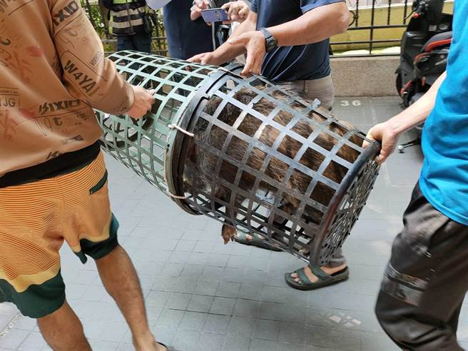 台中市南屯区好市多附近12日晚间出现小山猪逛大街，农业局派员13日上午遭逮捕归笼。（农业局提供）