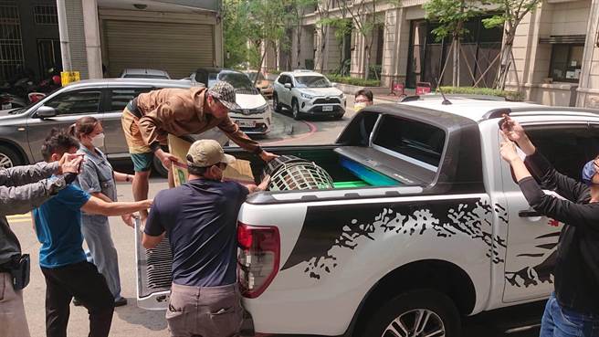 台中市南屯区好市多附近12日晚间出现小山猪逛大街，农业局派员13日上午遭逮捕归笼。（农业局提供）