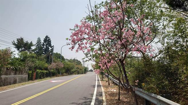 彰化樱花季早就就过，不过139线大彰路上的狮子樱花大道樱花，却迟到到现在4月中才盛开，让不少路过民眾惊呼连连。（陈姓民眾提供／吴建辉彰化传真）