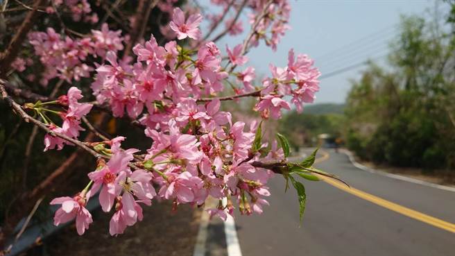 当地陈姓民眾表示，「狮子樱花大道」已经存在许久，长约1公里，种植约550颗左右的樱花，包括八重樱、河津樱及富士樱等。（陈姓民眾提供／吴建辉彰化传真）