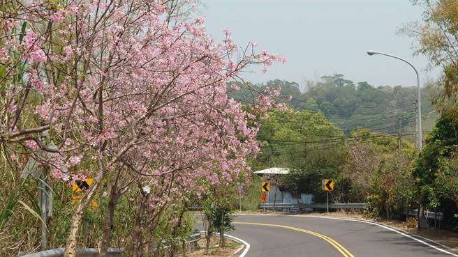 沿线一片粉红、紫红色花海，美不胜收，往年花季都是从2月初开始一路到3月底。（陈姓民眾提供／吴建辉彰化传真）