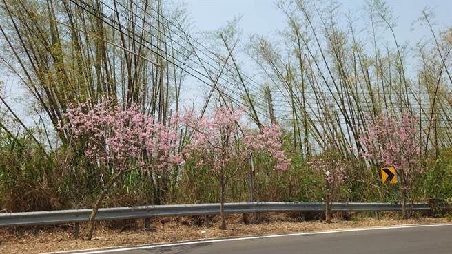 陈姓民眾强调，平常想要赏樱都要到日本，或是舟车劳顿到南投深山里面，饱受塞车之苦，现在只要从彰化山下开车10几分钟就能赏花。（陈姓民眾提供／吴建辉彰化传真）