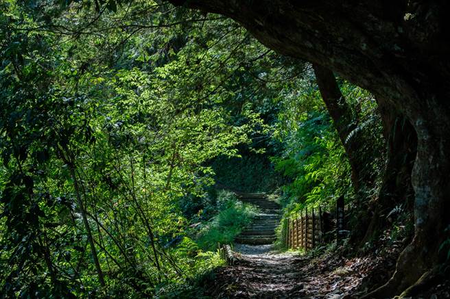 金奖＿段宗颖＿枯木逢春（藤枝国家森林游乐区）。(屏东林管处提供)