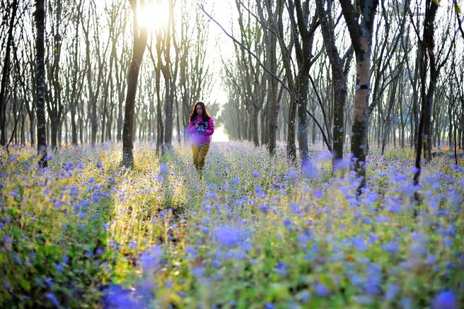 银奖-黄淑黄_森林之美（林后四林平地森林园区)。(屏东林管处提供)