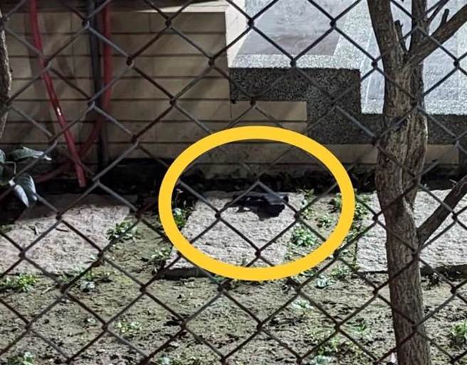 林姓男子與妻子在岳家門口起爭執，盛怒下拿出預備的槍枝自轟倒地，他緊急送醫，現場遺留槍械。（民眾提供／楊靜茹南投傳真）