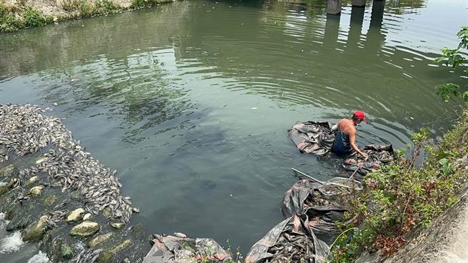 屏東縣民公園旁溪流驚見大量魚屍，懷疑久旱未雨導致。(摘自陳明達臉書)