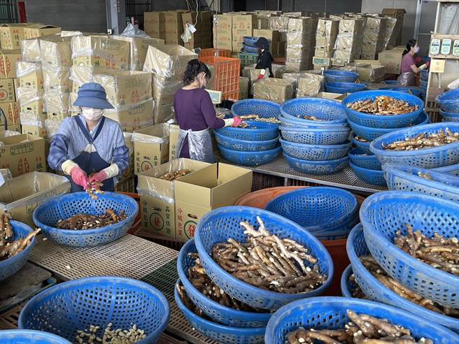 生姜经过集运、洗选、分类后，再装箱准备出口，但外销得承担贮藏、检疫、运销及品质管控等风险。（杨静茹摄）