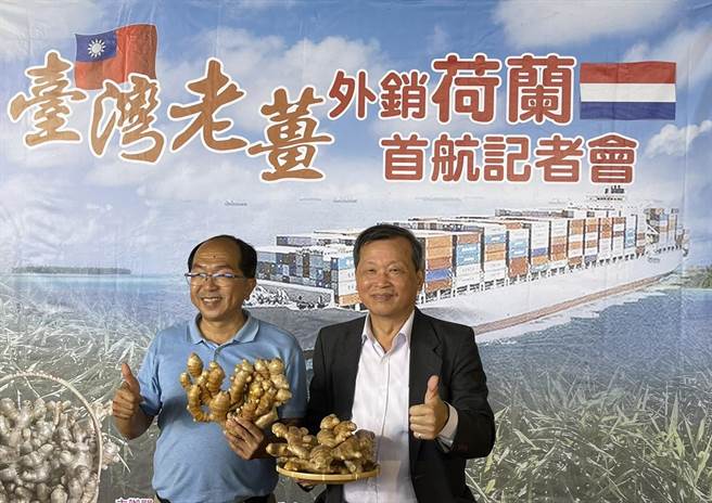 台湾生姜栽种面积约850公顷，其中南投县占285公顷，又以名间乡栽种面积、产量最多。（杨静茹摄）