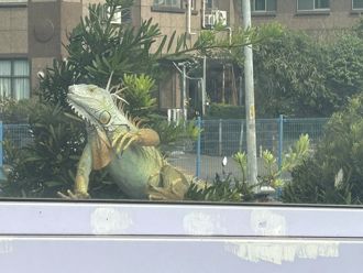 巨大綠鬣蜥馬路逃竄 網嚇喊「根本恐龍」驚人捕捉畫面曝