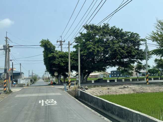 彰化县和美镇一处道路被民眾发现有2棵枝叶茂盛的大树「融合」后，外观乍看就像是一只巨鸡，鸡头与尾羽的外型几乎是等比例放大。（翻摄自脸书「路上观察学院」）