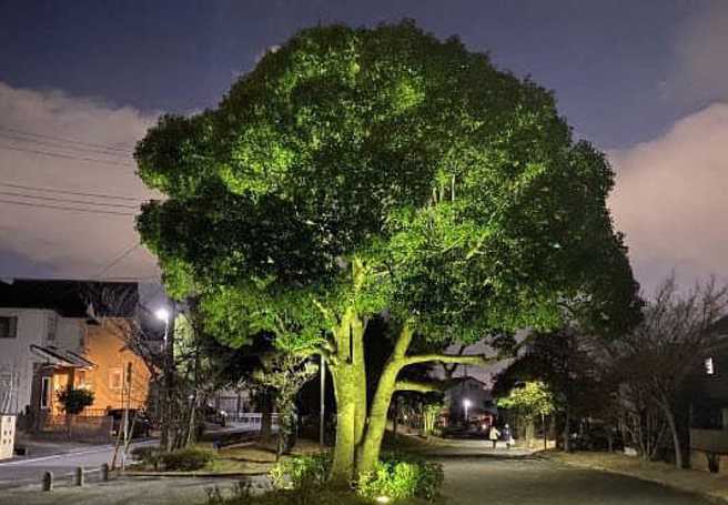 也有不少网友分享台湾各地有趣造型的路树，有花椰菜、小狗等造型相当吸睛。（翻摄自脸书「路上观察学院」）
