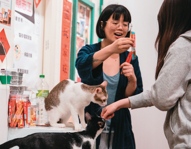 猫婆婆示范在掌心、指腹抹点心喂食猫咪，让猫咪一边舔手也熟悉你的味道。（摄影／邹保祥）