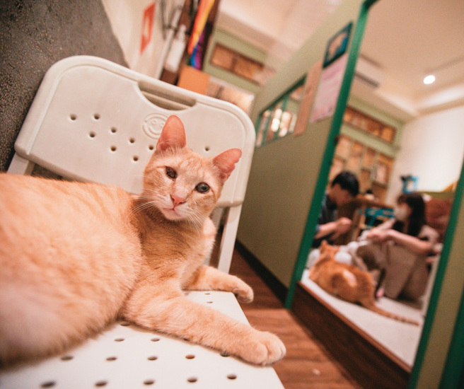 拜宇宙吸引力法则恩赐，注定相遇的灵魂逐渐靠近，碰触内心最柔软的美地，成为世上最亲密的家人。（摄影／邹保祥）