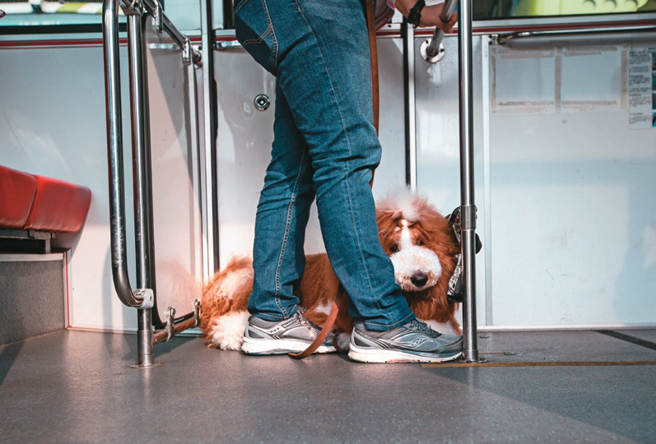 不论坐下或站着，饲主都可轻踩牵绳，固定毛孩位置，避免牠们因紧张而躁动、乱跑。（摄影／邹保祥）