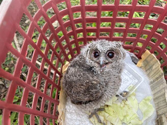 芎林出现领角鸮幼鸟落巢，县府农业处获报后派专业人员前往救援。（新竹县府提供／邱立雅竹县传真）