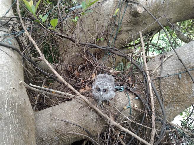 落巢的领角鸮宝宝张着无辜大眼，表情超萌。（新竹县府提供／邱立雅竹县传真）