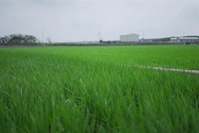 现年68岁的农民蔡舜雄表示，自己在大城、芳苑等都有土地，依照季节、耕作期调整，种植多种水果、玉米、蕃薯、水稻等农产，种植面积将近2甲。（吴建辉摄）