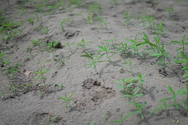 蔡舜雄说，他签约的土地大部分都是沙地、下陷、土壤盐化等无法种植的土地。（吴建辉摄）