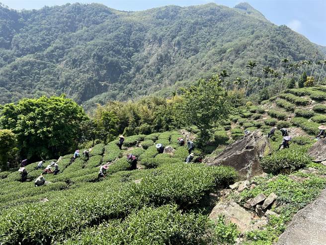 彰化县香田国小推动山野教育，日前6年级小朋友在师长带领下，攀登云嘉大尖山，认识挑笋古道。（香田国小提供／吴建辉彰化传真）