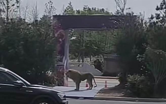 河南洛阳马戏团狮子逃出上街已抓回。（新京报摘自视讯）