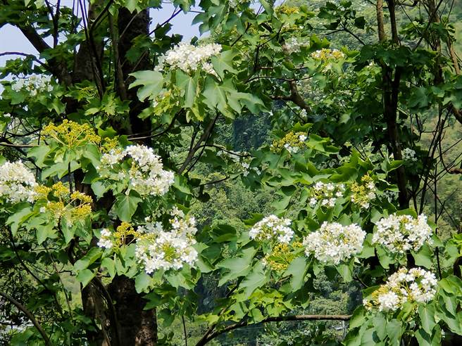 除了小旅行外，新北市府也推出桐花自由行，民眾只要完成指定地點拍照打卡等步驟，即可參加抽獎，盼宣揚在地客家、桐花、人文特色。（客家局提供）
