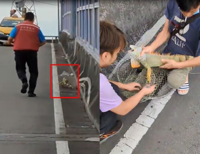 动物之家派员前往捕捉，在马路上展开追逐，最后捉到了这只绿鬣蜥。（影片截图／网友陈小方提供）
