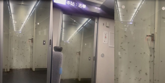 台铁自强号惊见成群结队的大水蚁狂飞猛窜，乘客吓坏不敢下车。（图／翻摄自爆料公社）