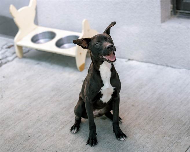 高雄市政府致力推行动物友善城市。（动保处提供／林瑞益高雄传真）