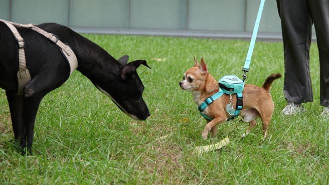 随着毛小孩的增加，高雄市政府重视宠物活动空间。（动保处提供／林瑞益高雄传真）