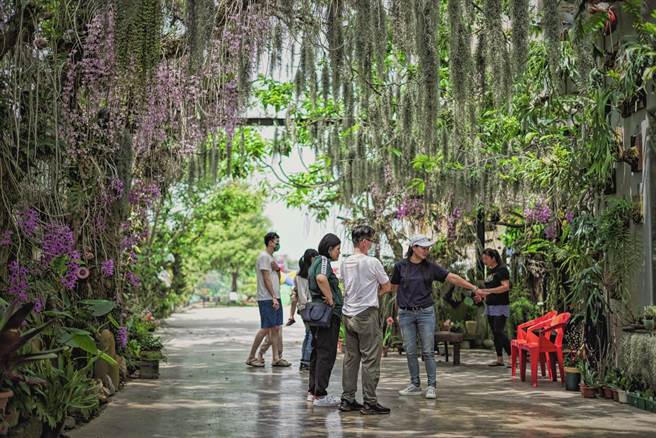 「巷内9之6号」每当4月花期到时，成千上万的石斛兰绽放，宛如瀑布般流卸下来，吸引不少民眾到访，争抢拍照。(吴建辉摄)
