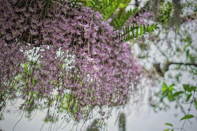 林姓董娘解释，会种花是因10年前一位朋友拿了一株石斛兰来，先生将他扦插在庭院细心照料，让它自由生长，慢慢得越长越多。(吴建辉摄)