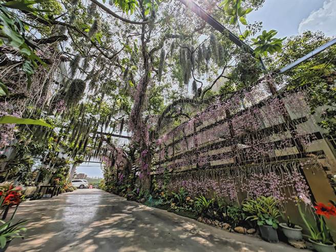 林姓董娘说自己跟先生都不是从事园艺工作，只是将自家环境打造成自己喜爱的样子，没想到会因此吸引这么多人来看花。(吴建辉摄)