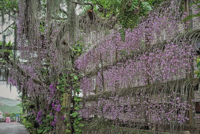 石斛兰相当脆弱，呼吁民眾观赏即可，不要用手触碰或是破坏。(吴建辉摄)
