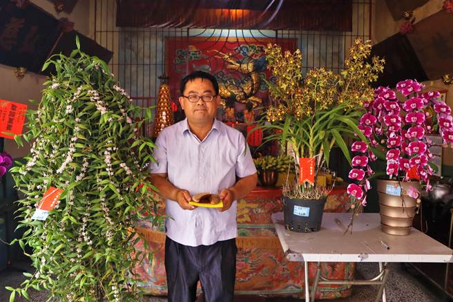 屏东九如乡北玄宫第25届「全国兰花选美大赛」全场总冠军16日在玄天上帝的指定下，由来自台中的「非洲豹纹兰」连掷7圣筊拿下。（谢佳潾摄）