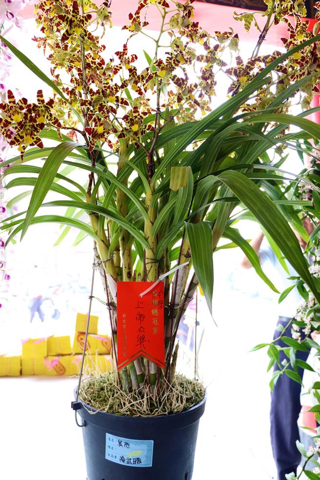 屏东九如乡北玄宫第25届「全国兰花选美大赛」全场总冠军16日在玄天上帝的指定下，由来自台中的「非洲豹纹兰」连掷7圣筊拿下。（谢佳潾摄）