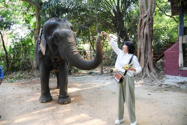 曾智希开心与大象互动、餵香蕉。（三立提供）