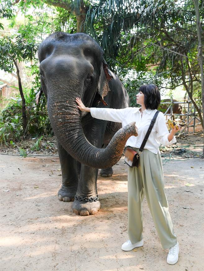 曾智希开心与大象互动。（三立提供）