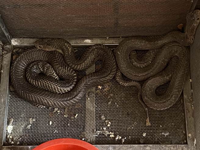 民间单位捕抓到的蛇目前暂时安置在嘉义市消防局。（廖素慧摄）