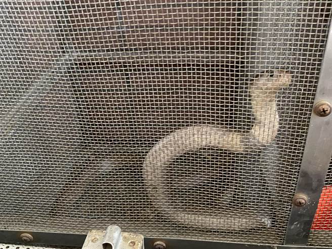 天气回暖，蛇类活动频仍，嘉义市近来捕蛇案增加。（廖素慧摄）