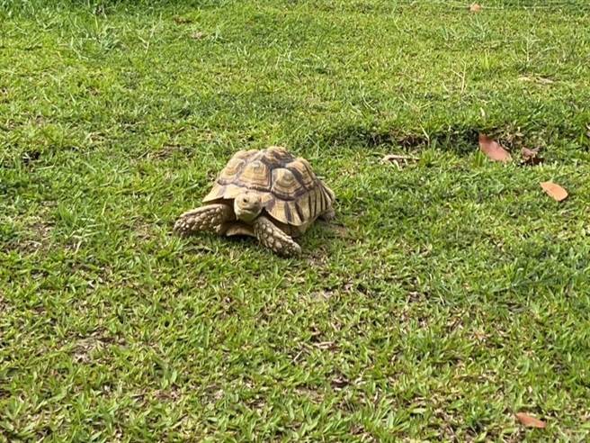 調皮貪玩落跑的「丫龜」。（高市鳳山分局提供／袁庭堯高雄傳真）