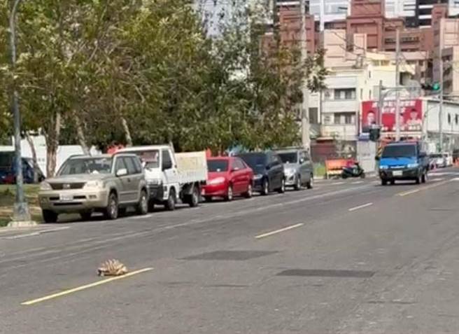 「丫龜」爬到馬路上，差點被多輛車輾過。（高市鳳山分局提供／袁庭堯高雄傳真）