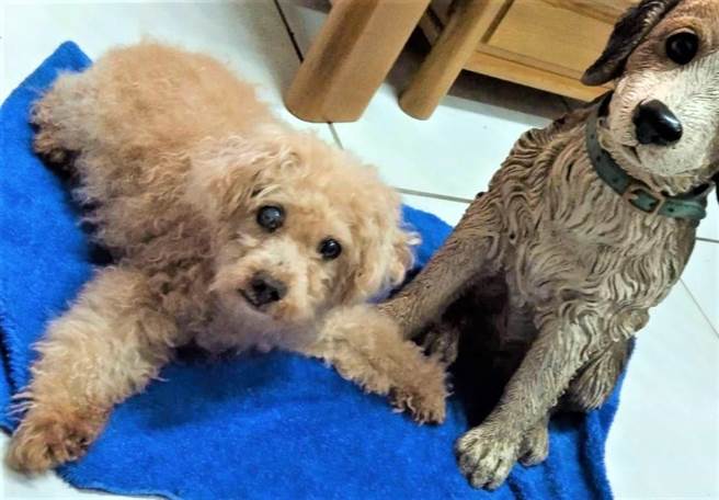 全盲老贵宾犬「天使」（左）近日已找到新家，定居在国境之南的屏东。（新竹市政府提供／陈育贤新竹传真）