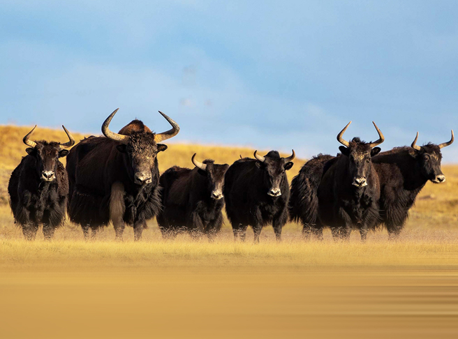 青海一名藏族女子出嫁，父母大阵仗陪嫁了100头犛牛和1匹骏马。（示意图／达志影像）