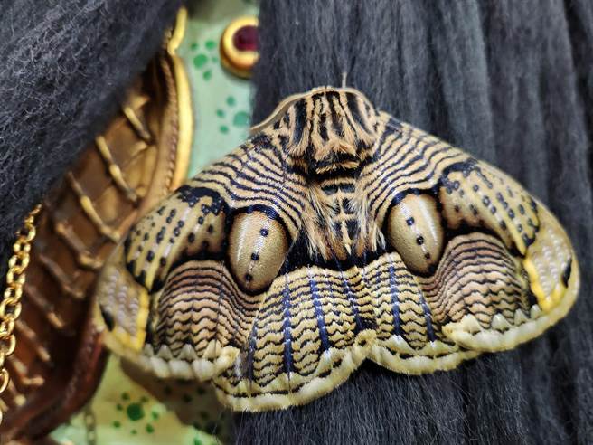 以金褐色为底，黑线条为主，带着两颗拟假眼的枯球箩纹蛾是大型蛾类，又名水蜡蛾。（取自阿里山国家森林游乐区脸书／吕妍庭嘉义传真）