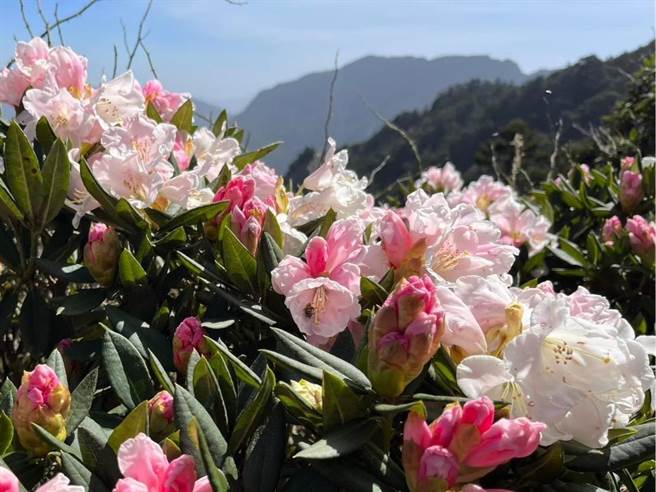 合欢山区的高山杜鹃开了！合欢东峰的杜鹃盛开，小奇莱步道0.6Ｋ处花况八成。（民眾提供／杨静茹南投传真）