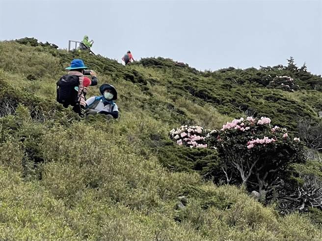 松雪楼后方小奇莱步道约0.6公里处杜鹃花况八成，其余大多仅花苞。（民眾提供／杨静茹南投传真）